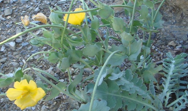 Glaucium flavum (Crantz, 1763)