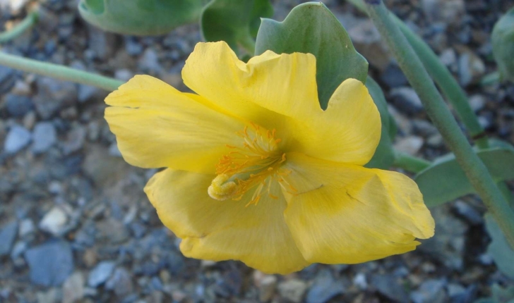 Glaucium flavum (Crantz, 1763)