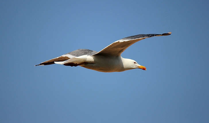 Larus michahellis (Naumann, 1840)
