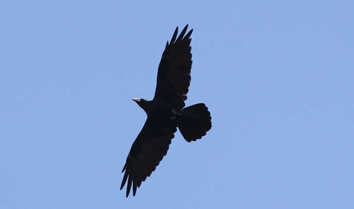 Corvus corax (Linné, 1758)
