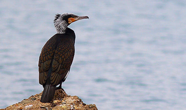 Phalacrocorax carbo (Linné, 1758)