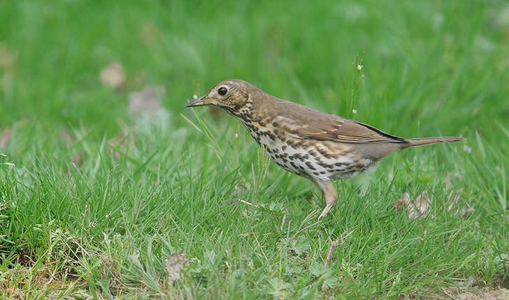 Turdus philomelos (Brehm, 1831)