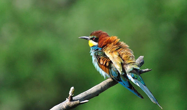Merops apiaster (Linné, 1758)