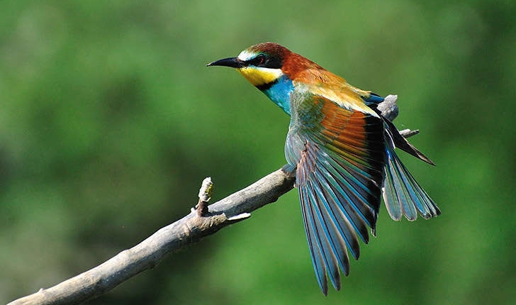 Merops apiaster (Linné, 1758)