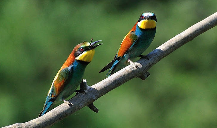 Merops apiaster (Linné, 1758)