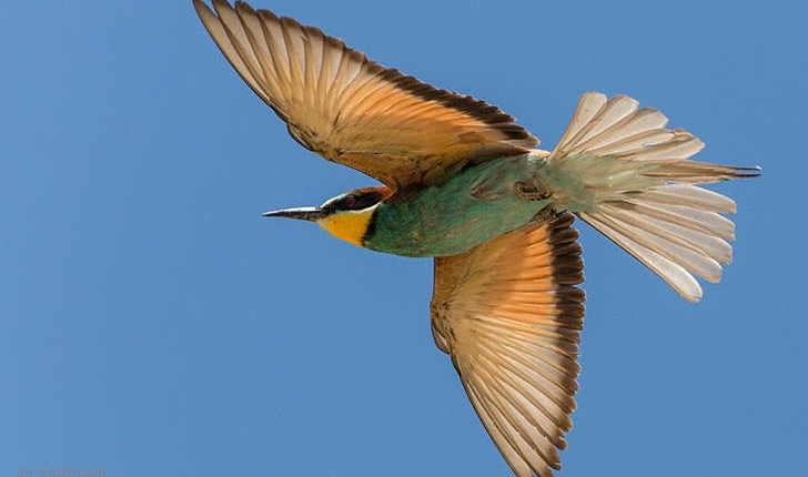 Merops apiaster (Linné, 1758)