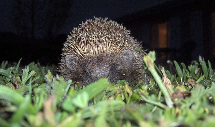 Erinaceus europaeus (Linné, 1758)