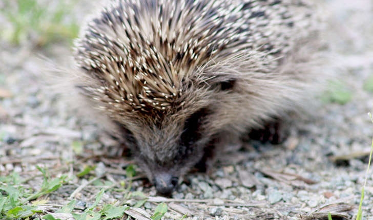Erinaceus europaeus (Linné, 1758)