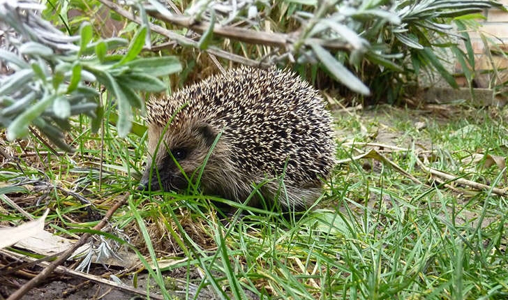 Erinaceus europaeus (Linné, 1758)