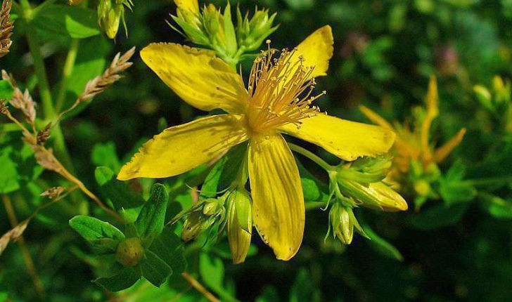 Hypericum sp (L., 1753)