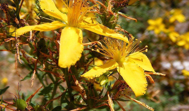 Hypericum sp (L., 1753)