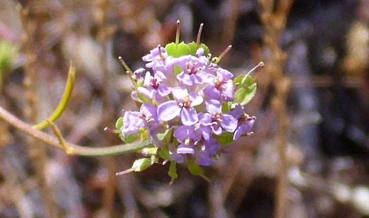 Iberis linifolia (Linné, 1759)