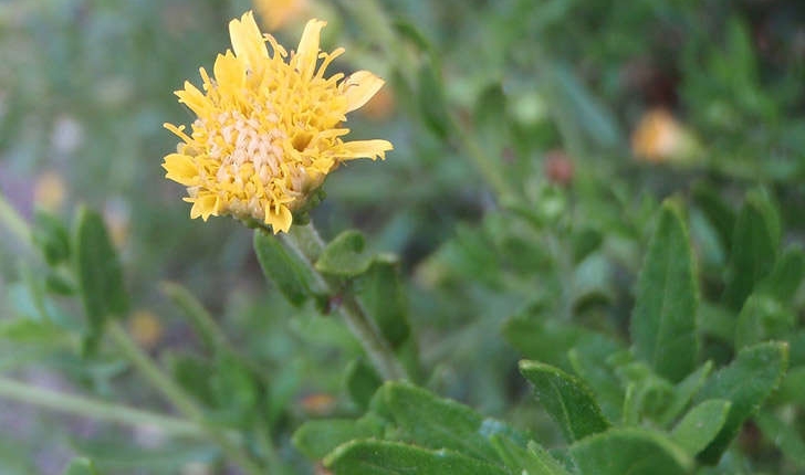 Dittrichia viscosa (Greuter, 1973)