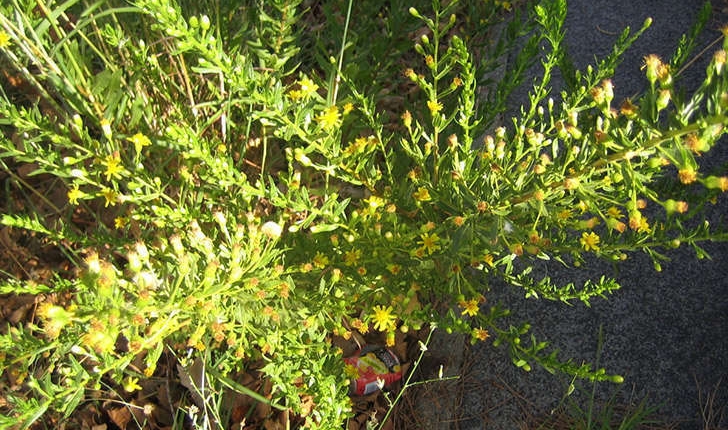 Dittrichia viscosa (Greuter, 1973)