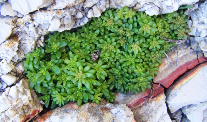 Sedum litoreum (Gussone, 1826)