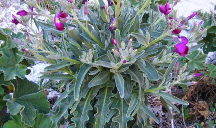 Matthiola incana (Robert Brown, 1812)