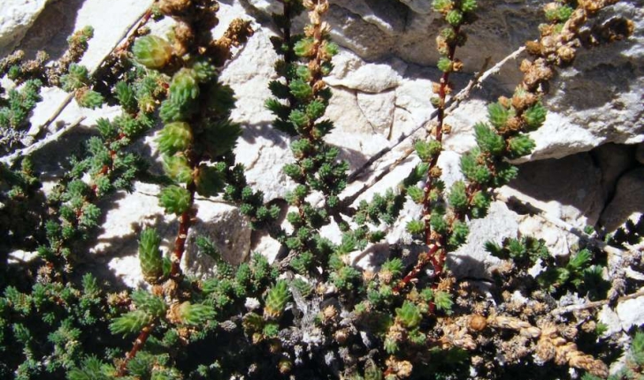 Camphorosma monspeliaca (Linné, 1758)  