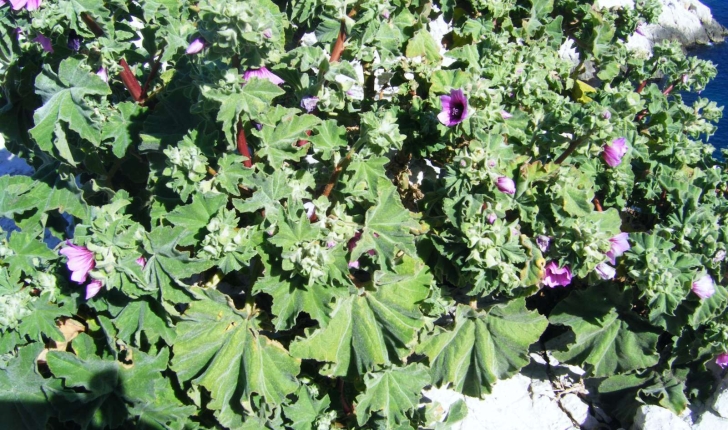 Lavatera arborea (Linné, 1758)