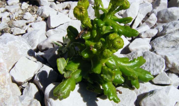 Senecio leucanthemifolius subsp. crassifolius (Willdenow, 1794)