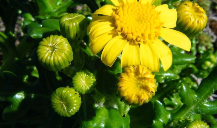 Senecio leucanthemifolius subsp. crassifolius (Willdenow, 1794)