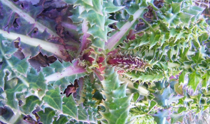 Sonchus asper subsp. glaucescens (Jord.) P.W.Ball 