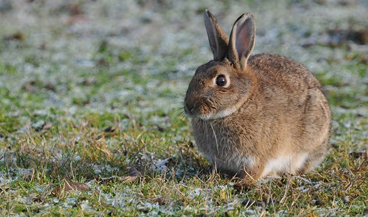 Oryctolagus cuniculus (Linné, 1758)