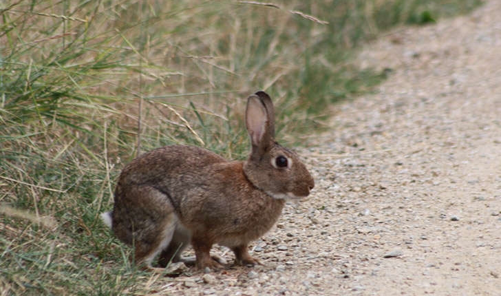 Oryctolagus cuniculus (Linné, 1758)