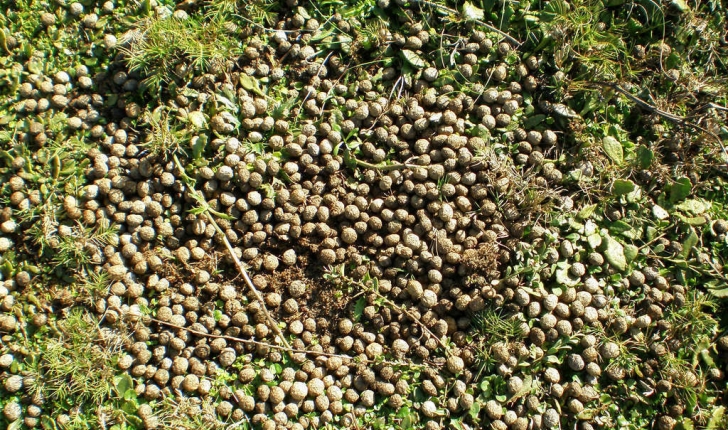 Oryctolagus cuniculus (Linné, 1758)