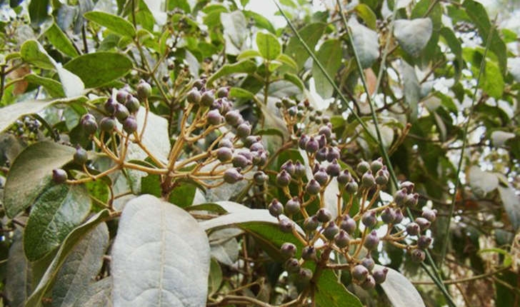 Viburnum tinus (Linné, 1753)