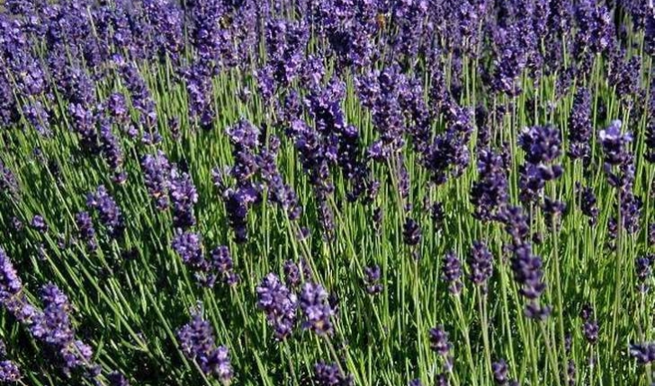 Lavandula angustifolia (Miller, 1768)