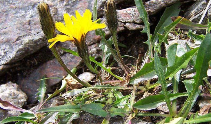 Leontodon sp