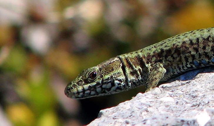 Podarcis muralis (Laurentis, 1768)