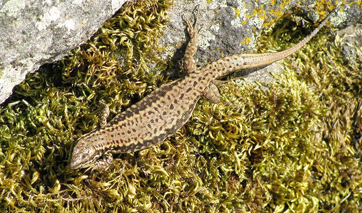 Podarcis muralis (Laurentis, 1768)