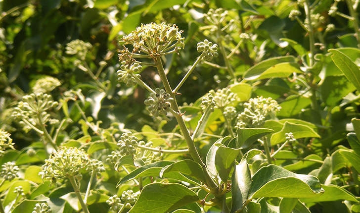 Hedera helix (Linné, 1753)
