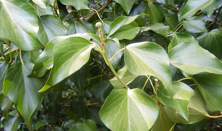 Hedera helix (Linné, 1753)