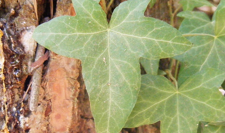 Hedera helix (Linné, 1753)