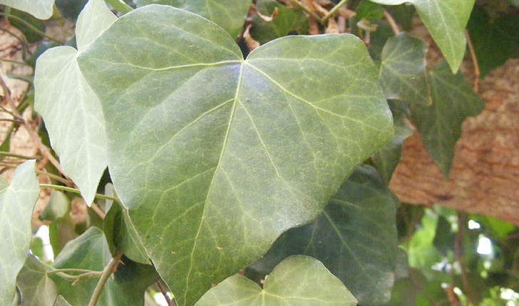 Hedera helix (Linné, 1753)