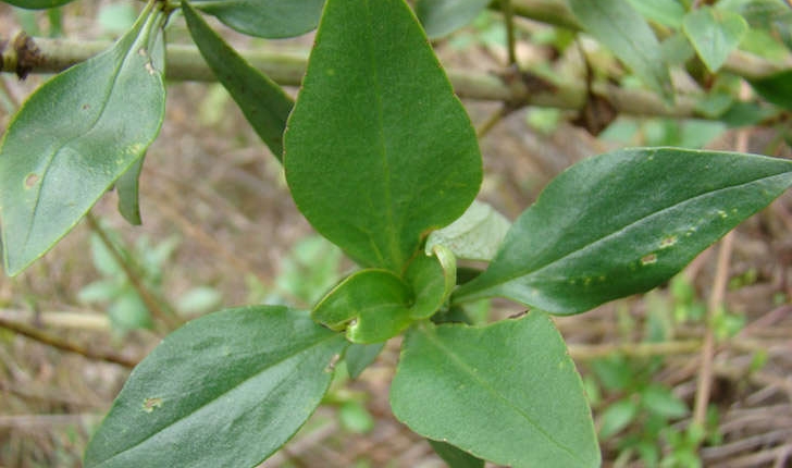 Centranthus ruber (A. Pyr. De Candolle, 1805)