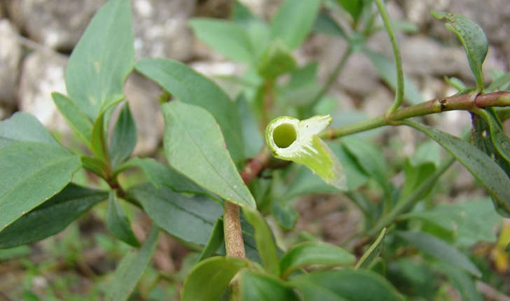 Centranthus ruber (A. Pyr. De Candolle, 1805)