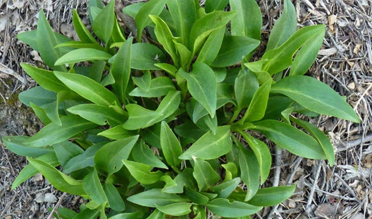 Centranthus ruber (A. Pyr. De Candolle, 1805)