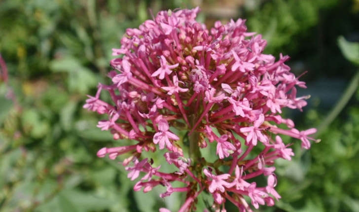 Centranthus ruber (A. Pyr. De Candolle, 1805)
