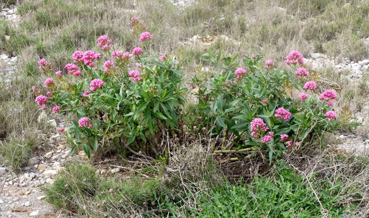 Centranthus ruber (A. Pyr. De Candolle, 1805)