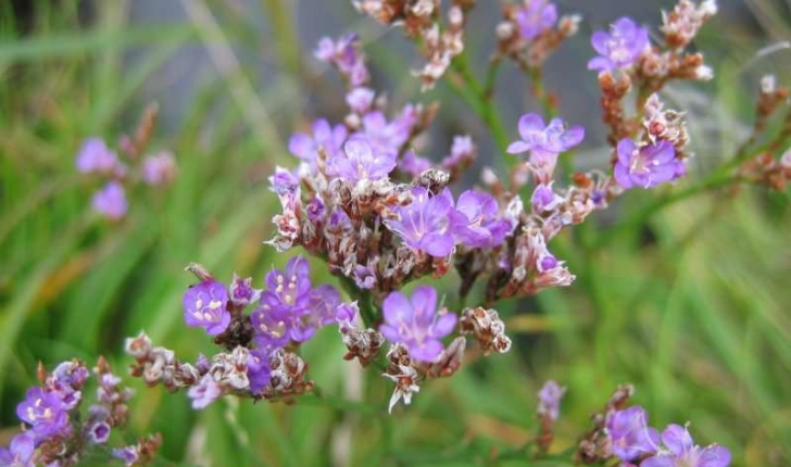 Limonium vulgare (Miller, 1768)