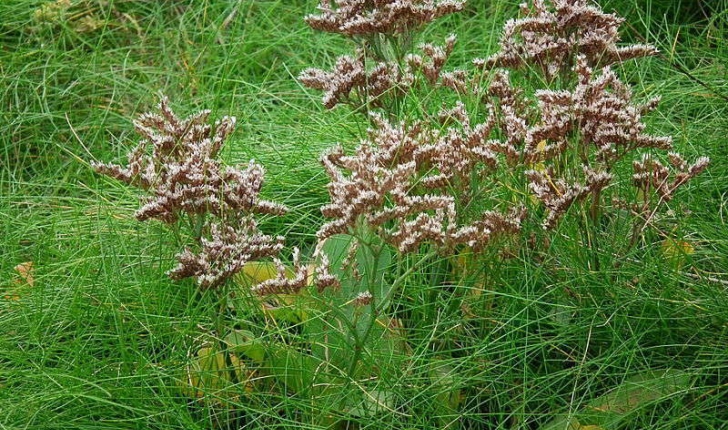 Limonium vulgare (Miller, 1768)
