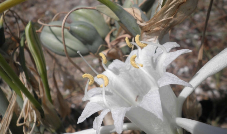 Pancratium maritimum (Linné, 1758)