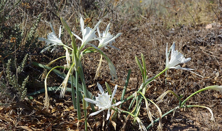 Pancratium maritimum (Linné, 1758)