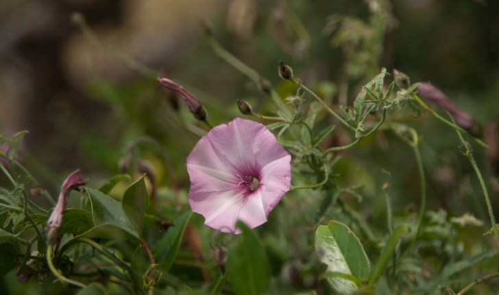Convolvulus sp (L., 1753)
