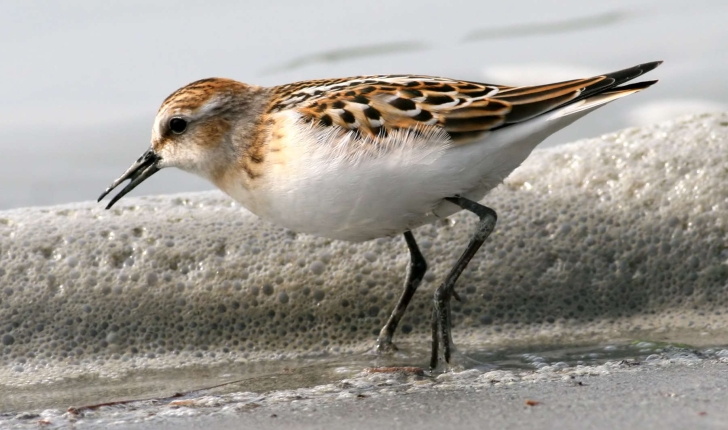 Bécasseau minute - Calidris minuta