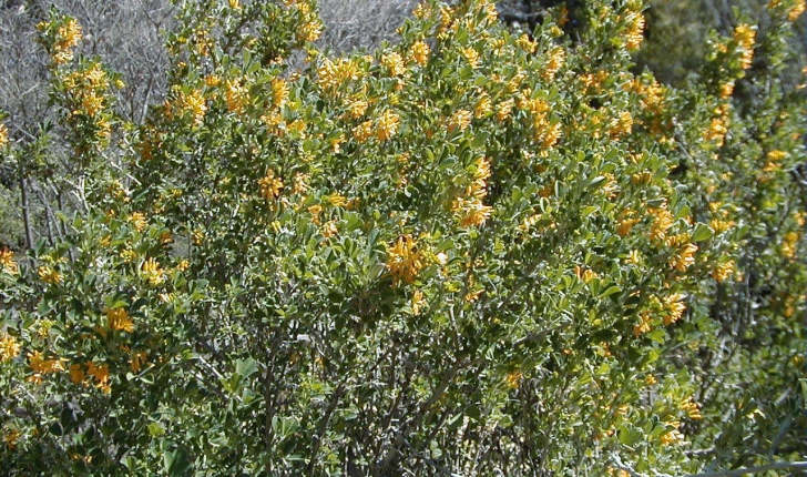 Medicago arborea (Linné, 1753)