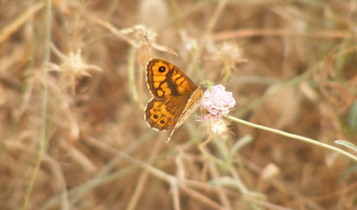 Lasiommata megera (Linné, 1767)